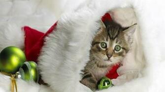 Christmas Kitten HD Wallpaper FullHDwpp Full