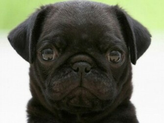 Black Pug Wallpaper HD