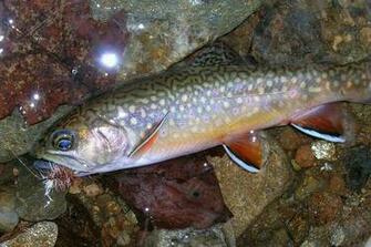 Brook Trout From A Darker Bottomed Stream