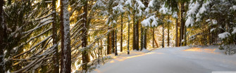 Forest Winter Ultra HD Desktop Background Wallpaper For 4k UHD Tv