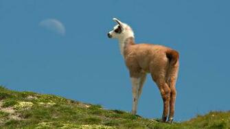 Llama Computer Wallpaper Desktop Background Id