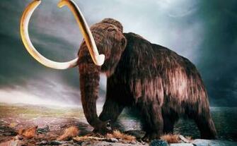 Description Woolly Mammoth Wallpaper Desktop Background In