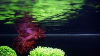 Fish Tank Betta Wallpaper