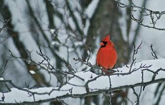 Cardinal And Snow Photograph By Michael Peychich