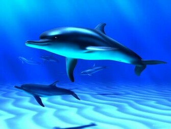 Fish Wallpaper Pictures Photos