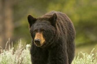 Black Bear Animal HD Wallpaper Top