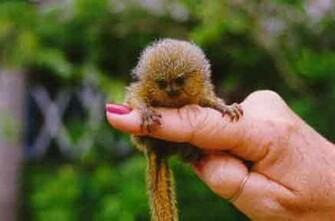 Finger Monkey S Soooo Cute Wallpaper Collection