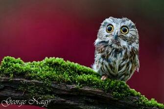 Cute Owl Desktop Wallpaper And Cool