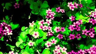 Fuschia Playground Wallpaper