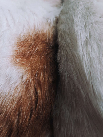 Fur Wallpaper