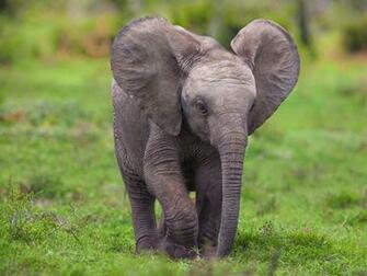 Baby Elephant Wallpaper