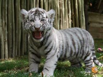 White Tiger Cub Wallpaper