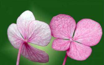 Pink Small Flowers Wallpaper