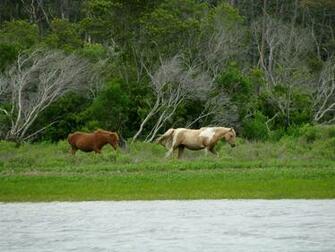 Chincoteague Ponies By Monocerosarts