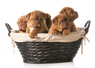 Puppy 4k Wallpaper For Pc Cute Laptop Full HD 1080p