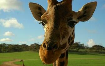 Giraffe Wallpaper Desktop