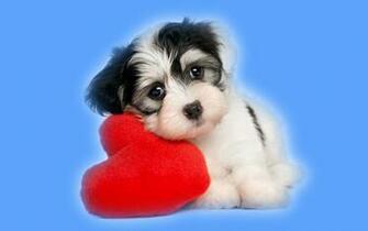 Desktop Wallpaper Of Love Your Pet Day Computer