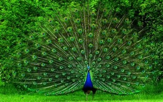 Tag Peacock Wallpaper Background Photos Image And Pictures For
