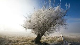 Cool Tree In Central Otago Wallpaper HD