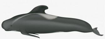 Pilot Whale Transparent Png Wallpaper