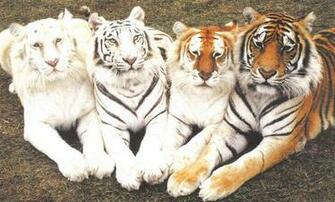 My Top Collection Big Cat Wallpaper