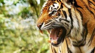 Tiger HD Wallpaper