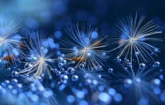 Wallpaper Blue Dandelion Fluff Image For Desktop Section