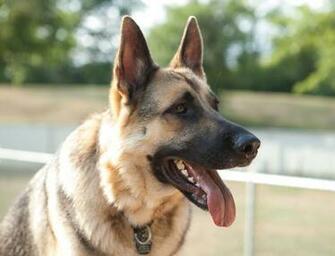 German Shepherd Dog Face Photo And Wallpaper Beautiful