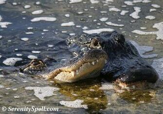 Best Image About Gators Parks Animal
