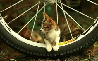 Amazing Beautiful Cute Kitten In Cycle Wheel Wallpaper HD