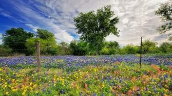 Spring Wildflowers Wallpaper