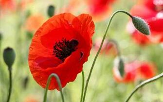 In The Beautiful Red Poppy Wallpaper And Image