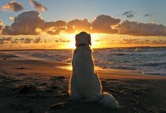 Wallpaper Silhouette Dog Beach Sunset Sea Sand Clouds Wave
