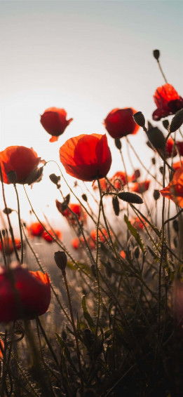 Red Flower Aesthetic Wallpaper