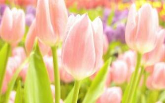 Flower Summer Spring Wallpaper Tulips