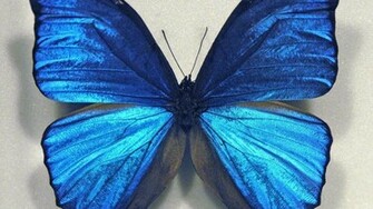 Blue Butterfly Wallpaper