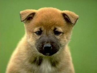 Screensaver Screensavers Baby Puppy