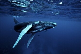 Humpback Is A Baleen Whale And That Whales Sing The Most Complex Song