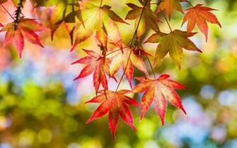 Red Leaves Wallpaper