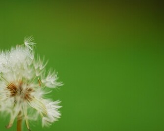 Dandelion Blown By The Wind Background Cool Background Walls