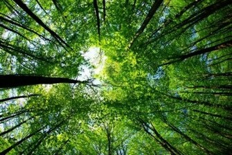 Tropical Forest Background Wallpaper HD