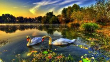Swan Lake Birds Wallpaper HD Wallpaper13