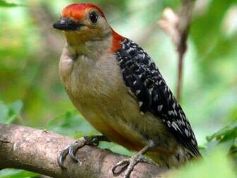 Woodpecker HD Wallpaper Wallpaperin4k Net