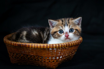 Cute Cat Wallpaper For Desktop