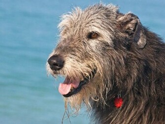 Irish Wolfhounds Computer Wallpaper