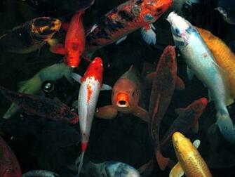 Koi Fish Desktop HD Live Wallpaper Mobile9 Johnywheels