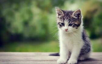 Cute Little Kitten Exclusive HD Wallpaper
