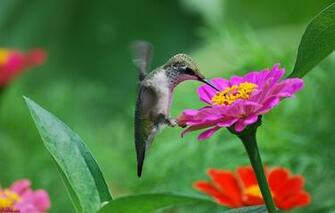 Hummingbird Computer Wallpaper Desktop Background Id