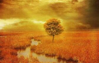 Wallpaper Field Stream Tree Sunset Landscapes