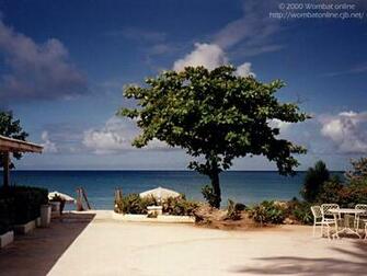 Visual Paradox 3d Wallpaper Tree Above The Beach